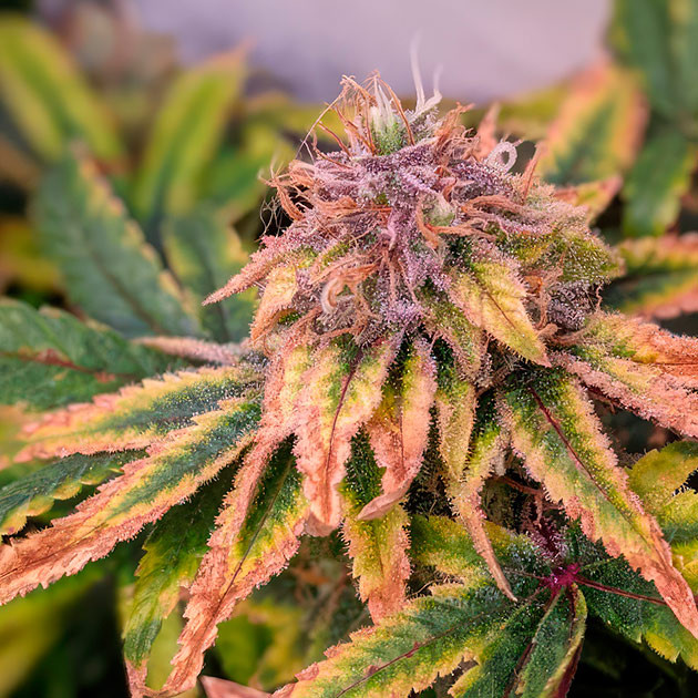 Новые завязи соцветий Куст Bruce Banner #3 от сидбанка Herbies Seeds на 15 неделе