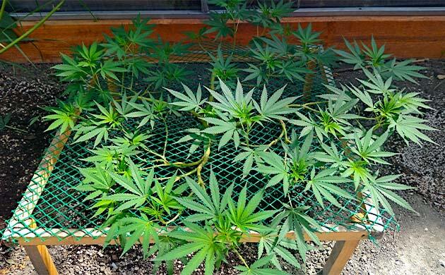 Каннабис под контролем: удаление слабых ветвей и лишней листвы Формирование кроны каннабиса с обрезкой лишних листьев