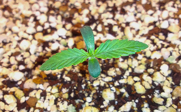 Проращивание и удобрения для конопли Росток Ethos Cookies R2 от сидбанка Ethos Genetics