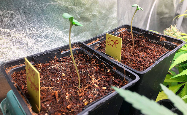 Проращивание и пересадка ростка 1 неделя выращивания