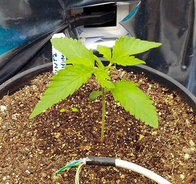 Начальный этап: пророщенные семена Уход за малышами Runtz Fast Flowering