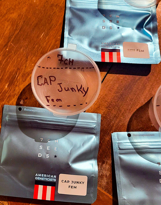 Замачивание орешка сорта Cap Junky от сидбанка 7CH American Проращивание сорта Cap Junky