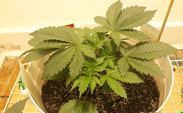 Топпинг на второй неделе вегетации Обрезка верхушки куста каннабиса