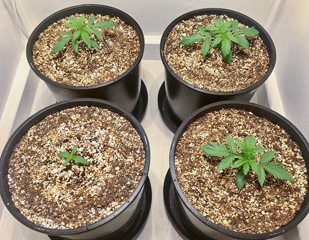 Ростки высотой 8 см на 2 неделе роста Появление нового ростка в гроубоксе