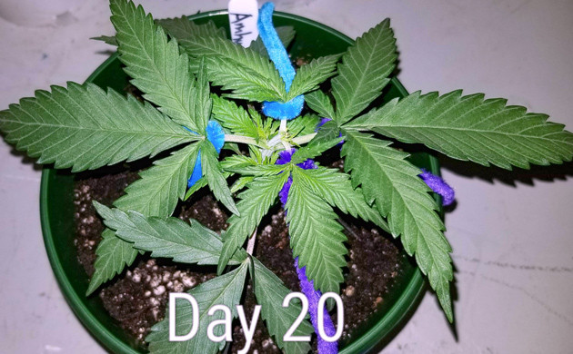 Использование техники LST на 3 неделе выращивания Сорт конопли Amherst Sour Diesel на 3 неделе роста