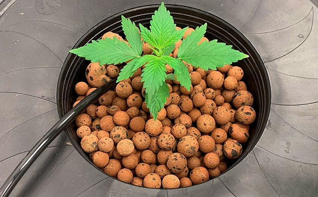 Преимущества керамзита в гидропонных системах Керамзит для выращивания конопли без почвы