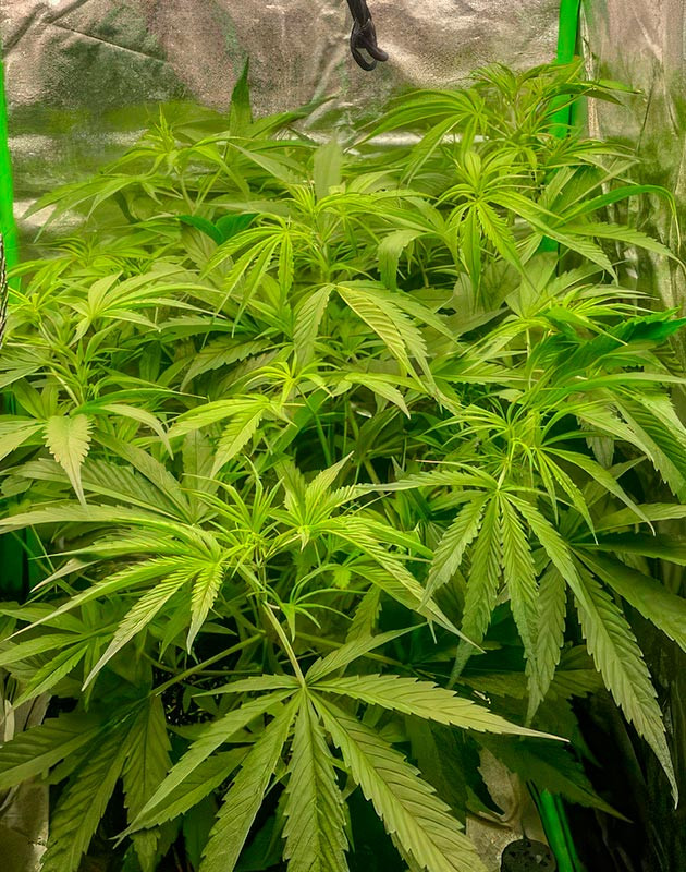 5 неделя выращивания Strawberry Banana Auto Цветение конопли