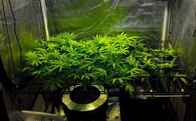 Смена светового режима на 7 неделе выращивания Куст Eleven Roses в гроубоксе