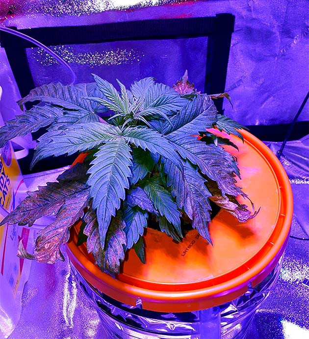 Northern Lights: стресс и новые запахи Повреждения ствола: уроки для гровера