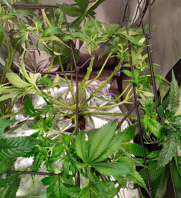 Лолипоппинг марихуаны 6 неделя роста Strawberry Amnesia