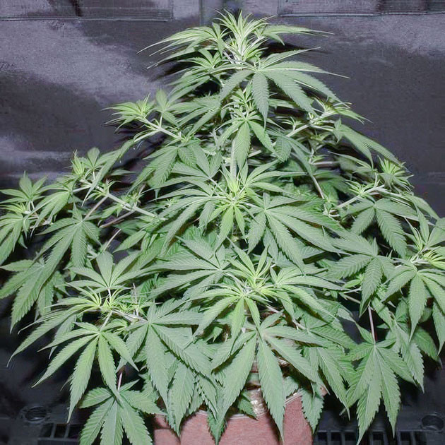 Перевод на цветение растения Shiskaberry Стимуляция цветения сорта Shiskaberry