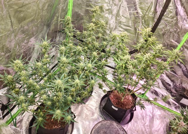 Окончание роста растений Эффект дефолиации на Banana Purple Punch Auto