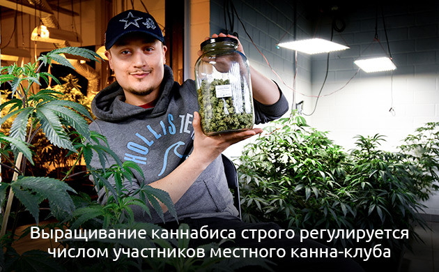 Требования к социальным каннабис-клубам в Германии Ключевые правила работы каннабис-клубов в Германии