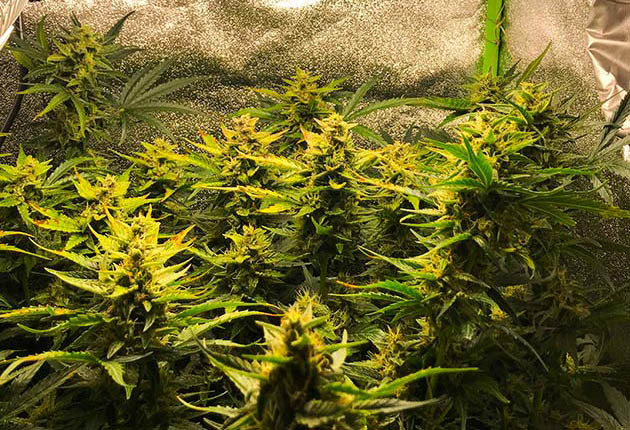 Ожоги от ламп на верхушке куста Пятна на листьях вызванные световыми ожогами