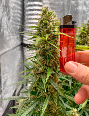 Размер шишки в сравнении с зажигалкой Сравнение шишки и зажигалки