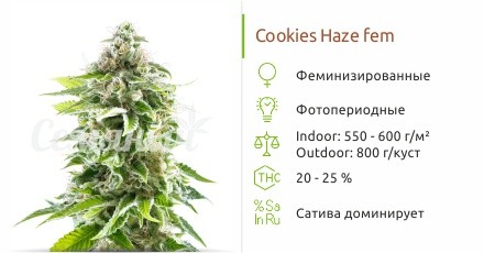 Сорт конопли Cookies Haze Cookies Haze fem (Kannabia)