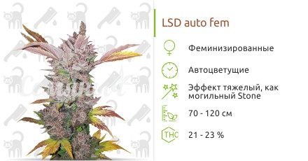 Сорт марихуаны LSD auto LSD auto от Семяныча