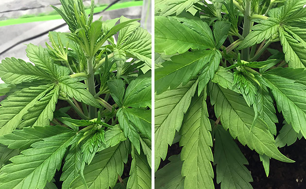 Начало подгиба на 2 неделе выращивания 2 неделя вегетации