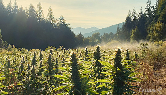 Гумбольдт: столица канна-культуры Округ Humboldt – рай для любителей марихуаны