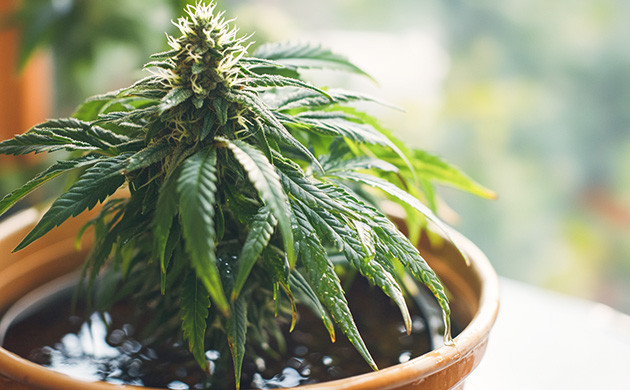 Правильный полив каннабиса Избегайте ошибок при поливе