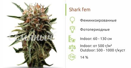 Сорт конопли Shark Shark fem (Pyramid Seeds)