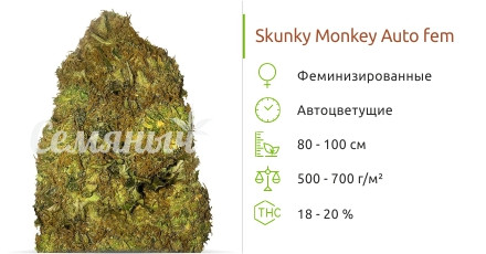 Сорт марихуаны Skunky Monkey Auto Skunky Monkey Auto от Heavyweight Seeds