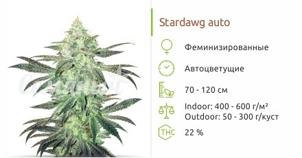 Сорт марихуаны Stardawg Auto Stardawg Auto от FastBuds
