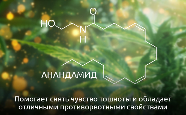 Применение КБД для облегчения тошноты Анандамид и его роль в снятии тошноты