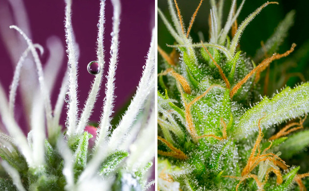 Смена цвета стигм Белые и желтые стигмы