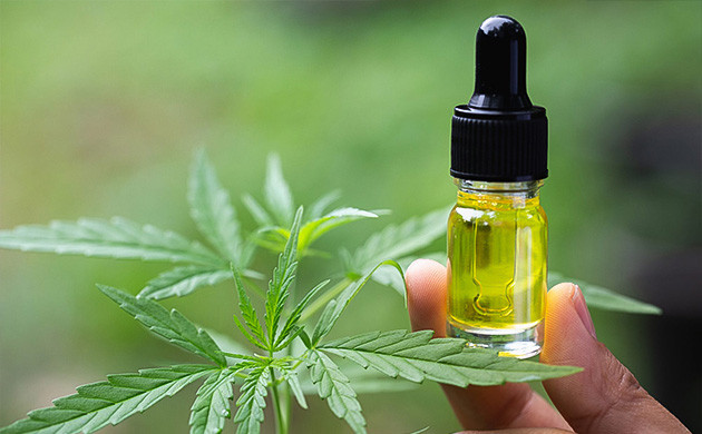 Масляная экстракция: просто и безопасно Экстракция каннабиноидов с помощью масел