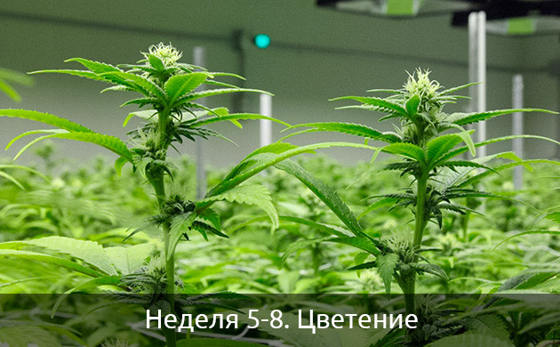 Цветение автоцветов Цветение автоцветущих сортов