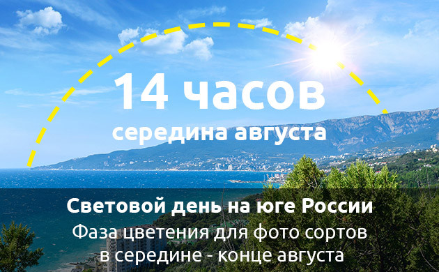 Сокращение светового дня на юге Переход в фазу цветения на юге в середине августа