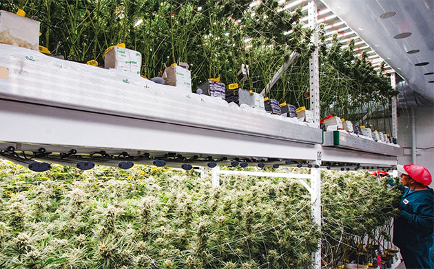 Технологии вертикального гровинга Вертикальное выращивание конопли