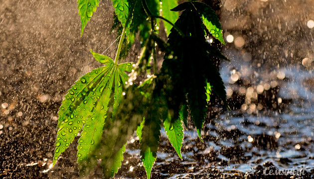 Водный стресс у конопли Конопля под дождем