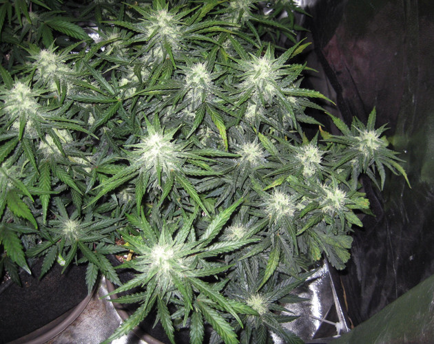 Промывка марихуаны для избавления от солей Третья неделя цветения