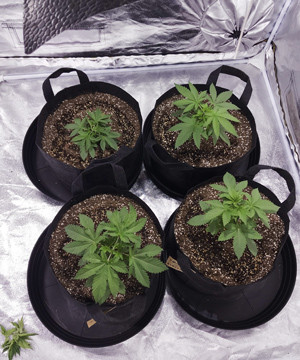 Четвертая неделя выращивания Конопля ростом 20 см на 4 неделе выращивания