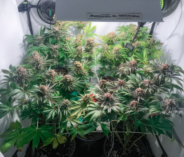 Подготовка к сбору урожая Кусты Mimosa Shot на последней неделе выращивания