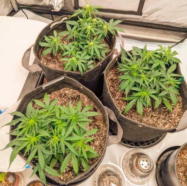 Кусты Strawberry Banana Auto от FastBuds на 4 неделе