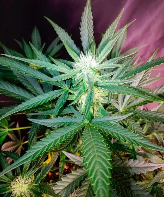 Активный рост марихуаны и начало развития бутонов Конопля на пятой неделе роста