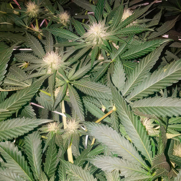 Появление фруктового аромата у марихуаны Конопля ростом 75 см