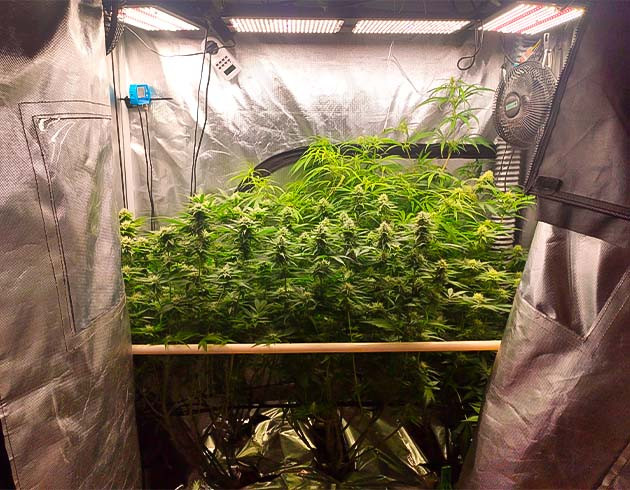 Активный рост и цветение марихуаны Кусты сорта Strawberry Amnesia на 10 - 11 неделе роста