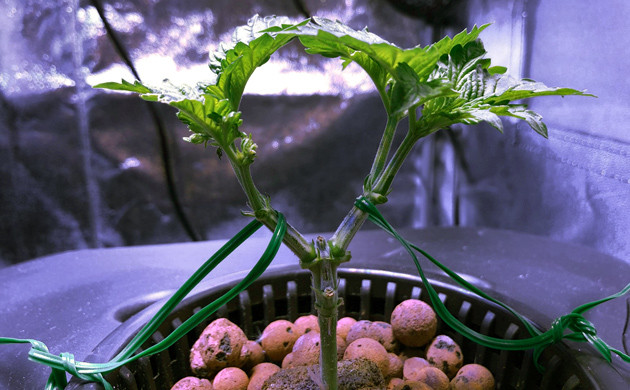 Конопля после LST Питательный раствор для выращивания марихуаны