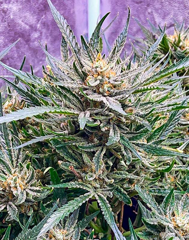Подготовка к харвесту конопли Bruce Banner Auto Предхарвест Bruce Banner Auto