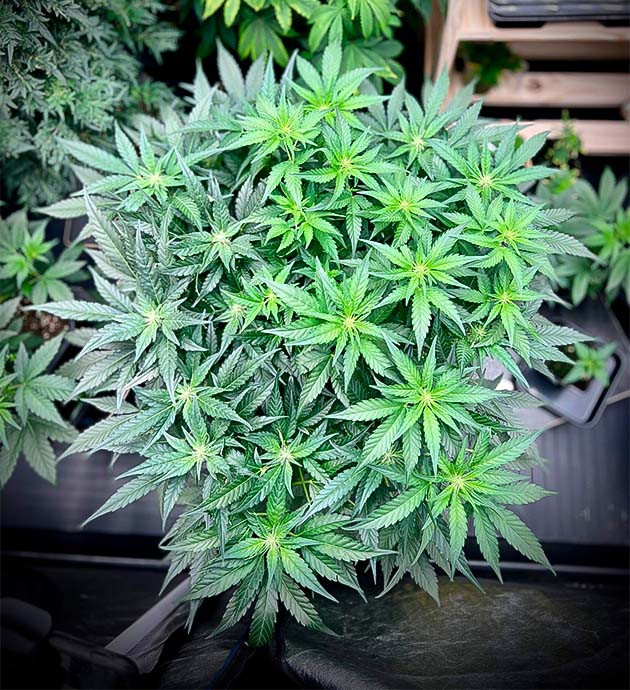 Развитие и рост куста Куст Cherry Cola Auto от FastBuds на стадии цветения