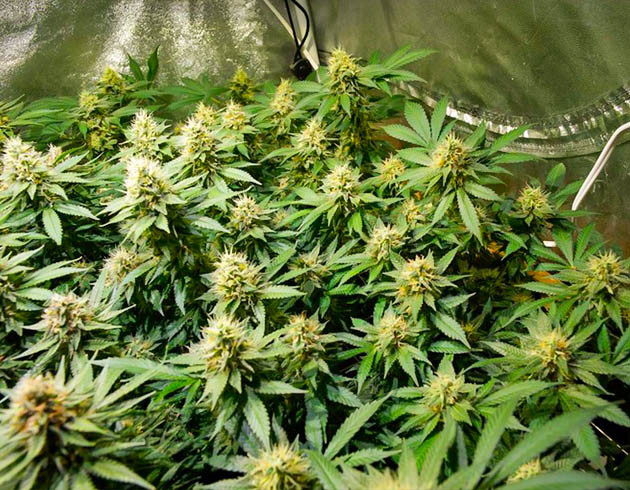 Появление фруктового и тропического аромата Куст усыпанный соцветиями конопли