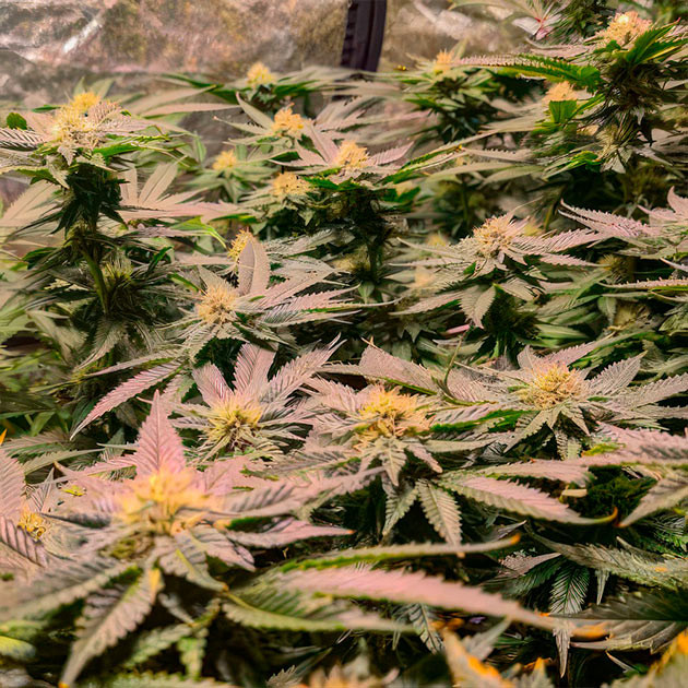 Прогресс Green Crack 2.0: набор массы соцветий Green Crack 2.0: ускоренное формирование соцветий