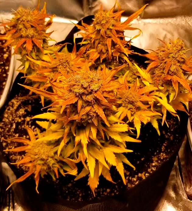 Оптимальный объем горшка и развитие шишек марихуаны Выращивание конопли на 12 неделе