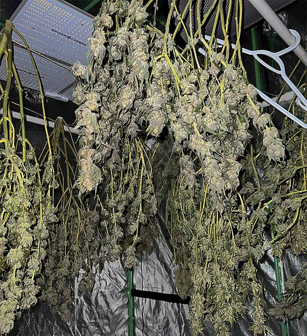 Итоги выращивания Apple Betty Успешный гров Apple Betty