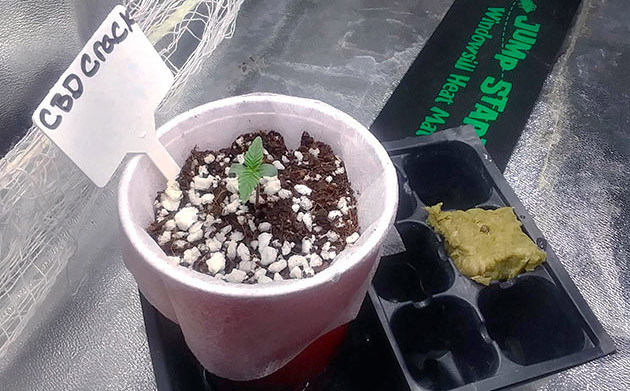 Высадка пророщенного семени в минеральной вате Росток с первой парой листьев в пластиковом стакане