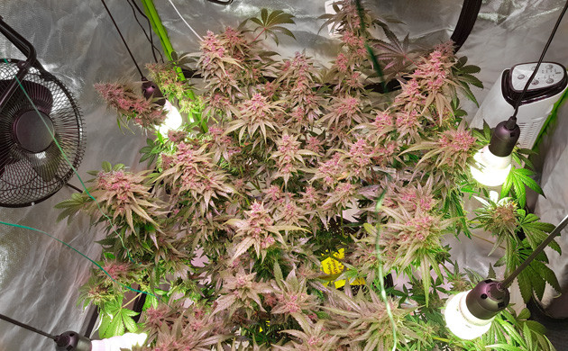 Куст каннабиса на этапе завершения цветения Завершение цветения каннабиса